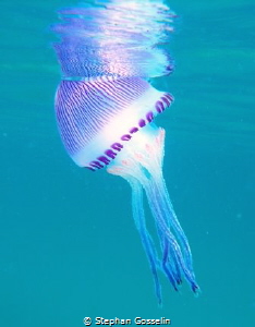 Jelly fish as close as I dared by Stephan Gosselin 